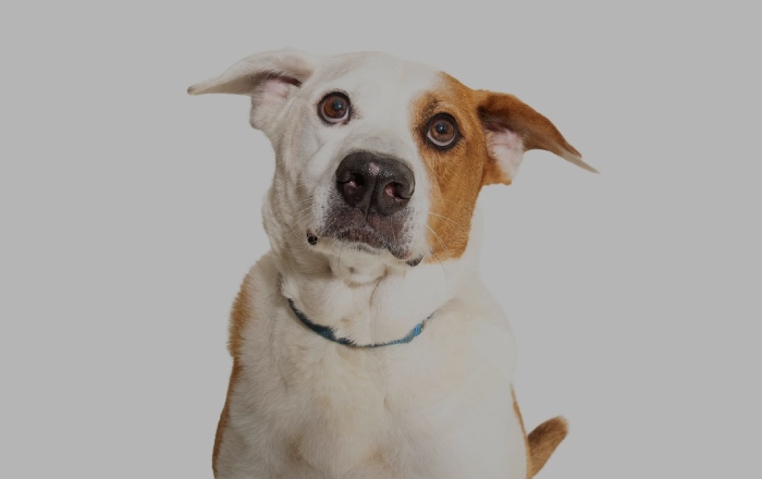 Murray image desktop